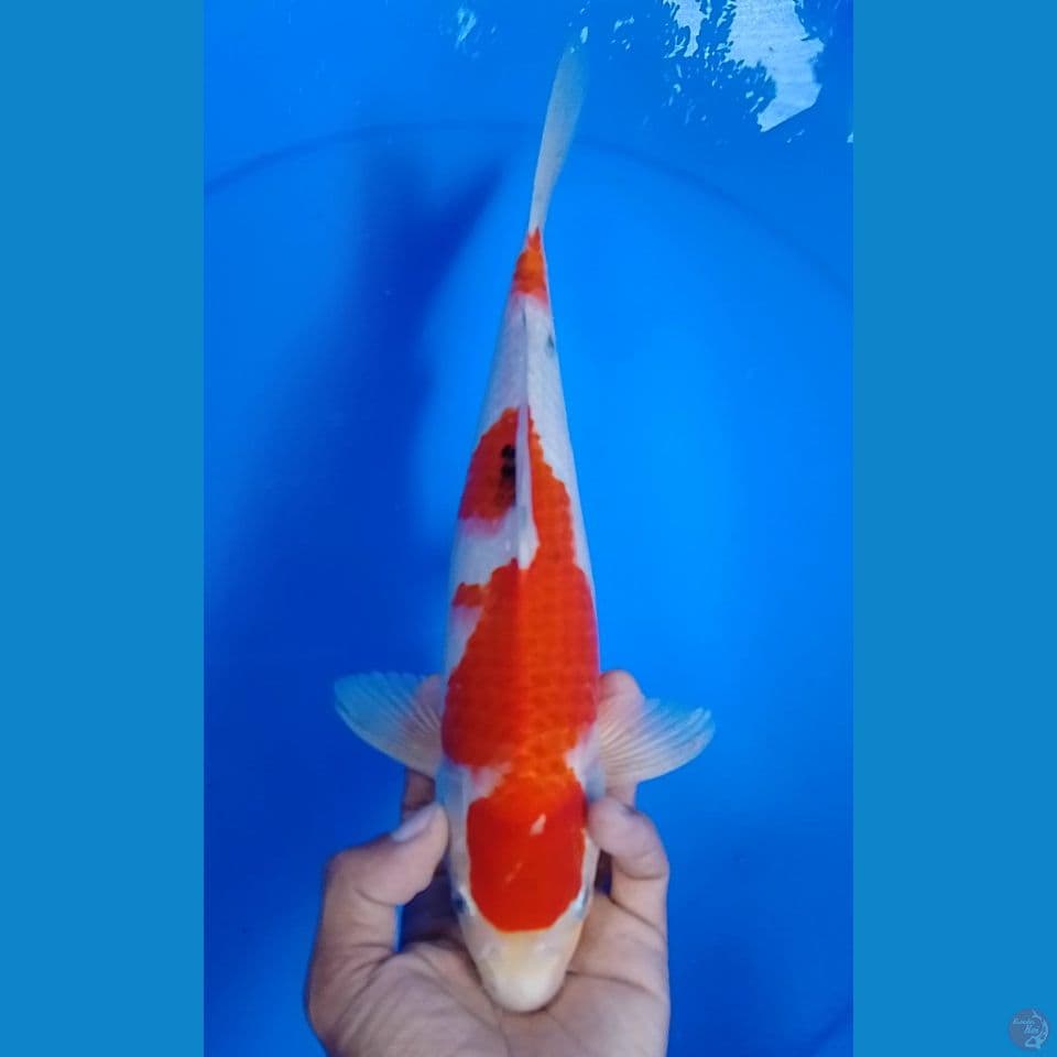 sanke size 30 cm.m