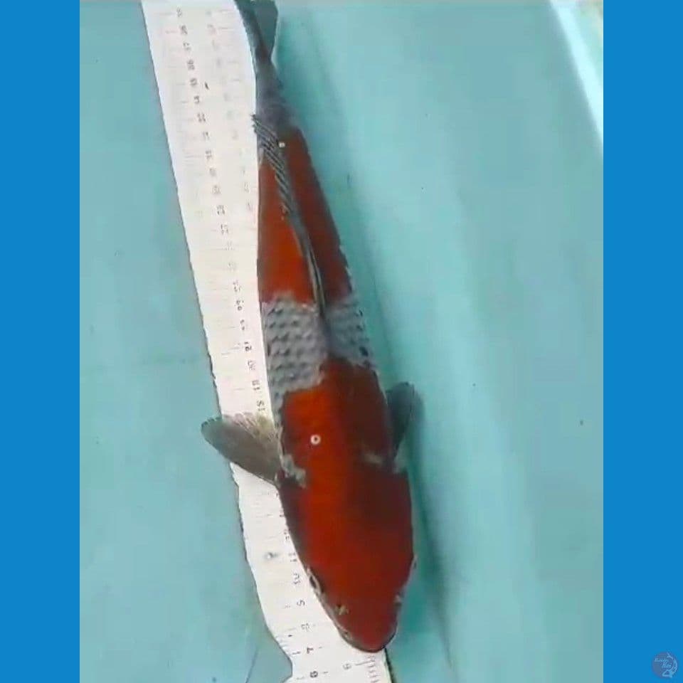 ochiba 32cm