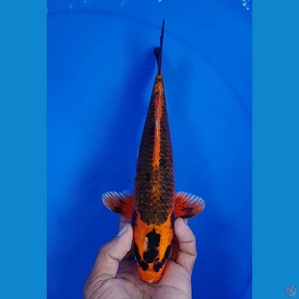 kabuto size :25 cm.m