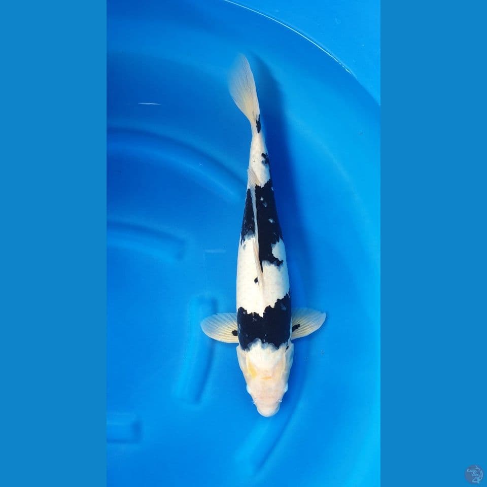 Shiro 52cm.