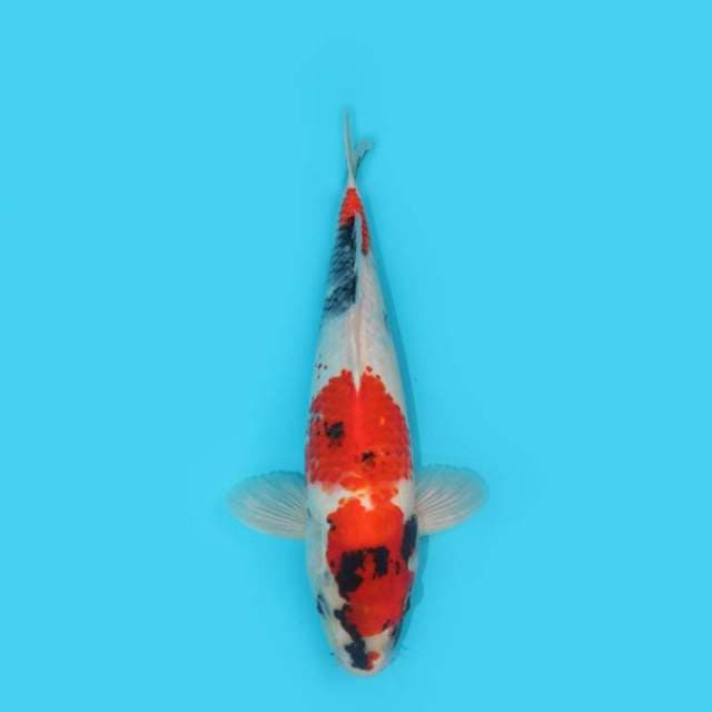 SHOWA 35 CM