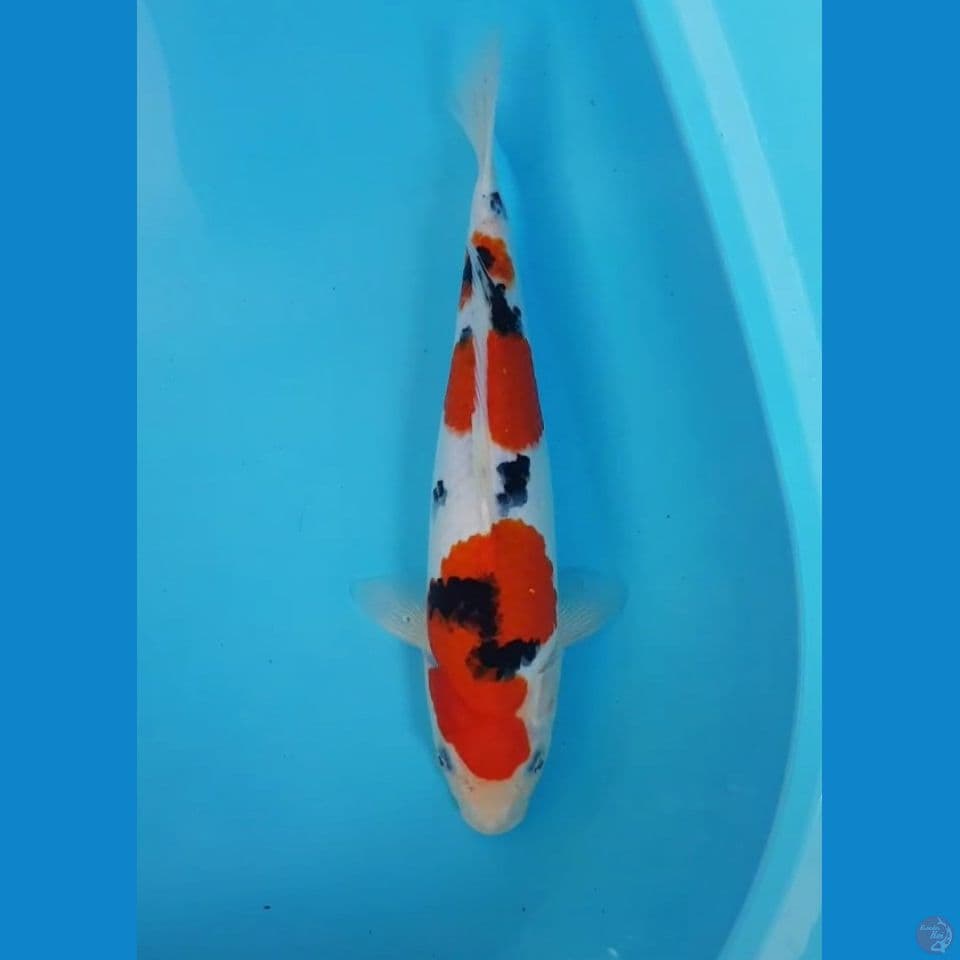 SQ SANKE CALON JUNIOR CHAM 35cm