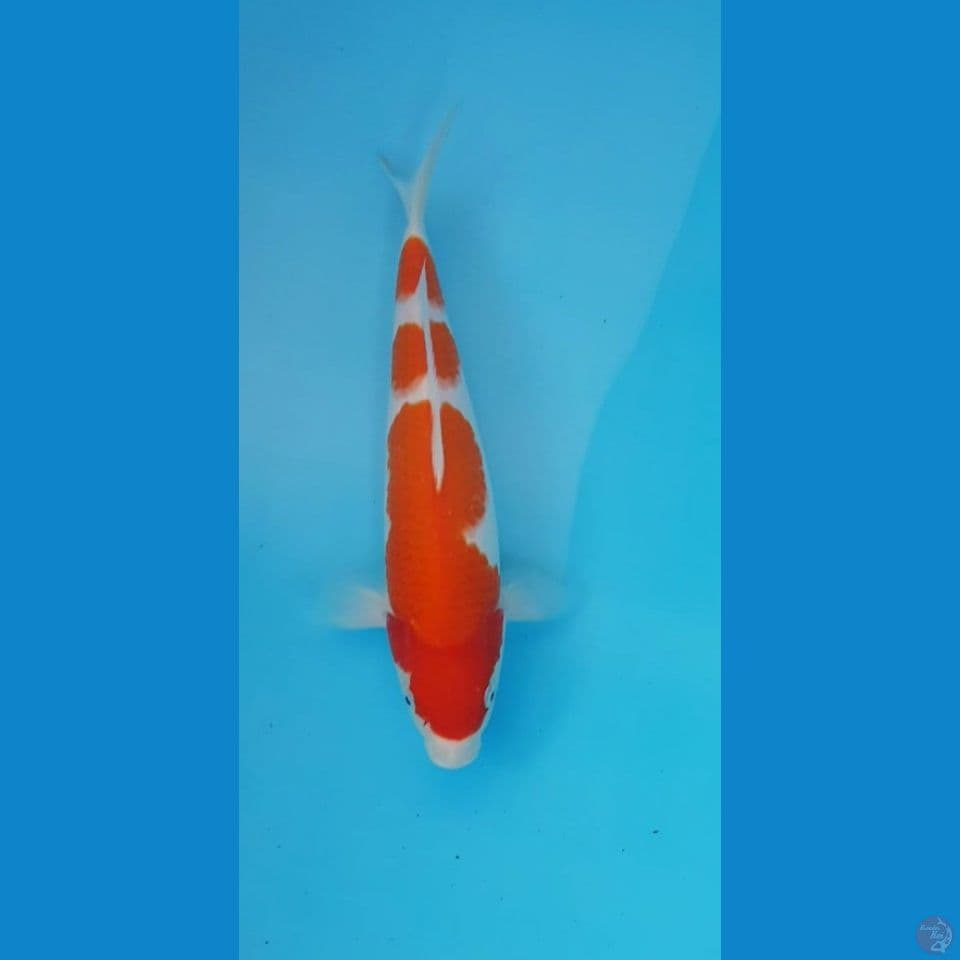 SQ KOHAKU 31cm