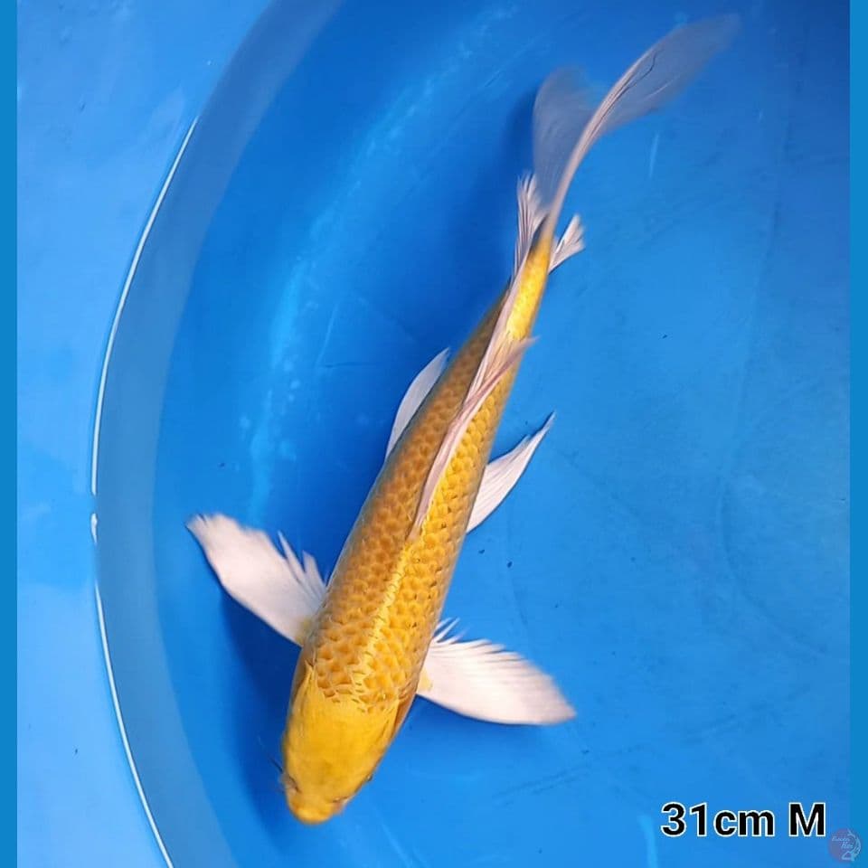 KUMPAI YAMABUKI 31CM MALE