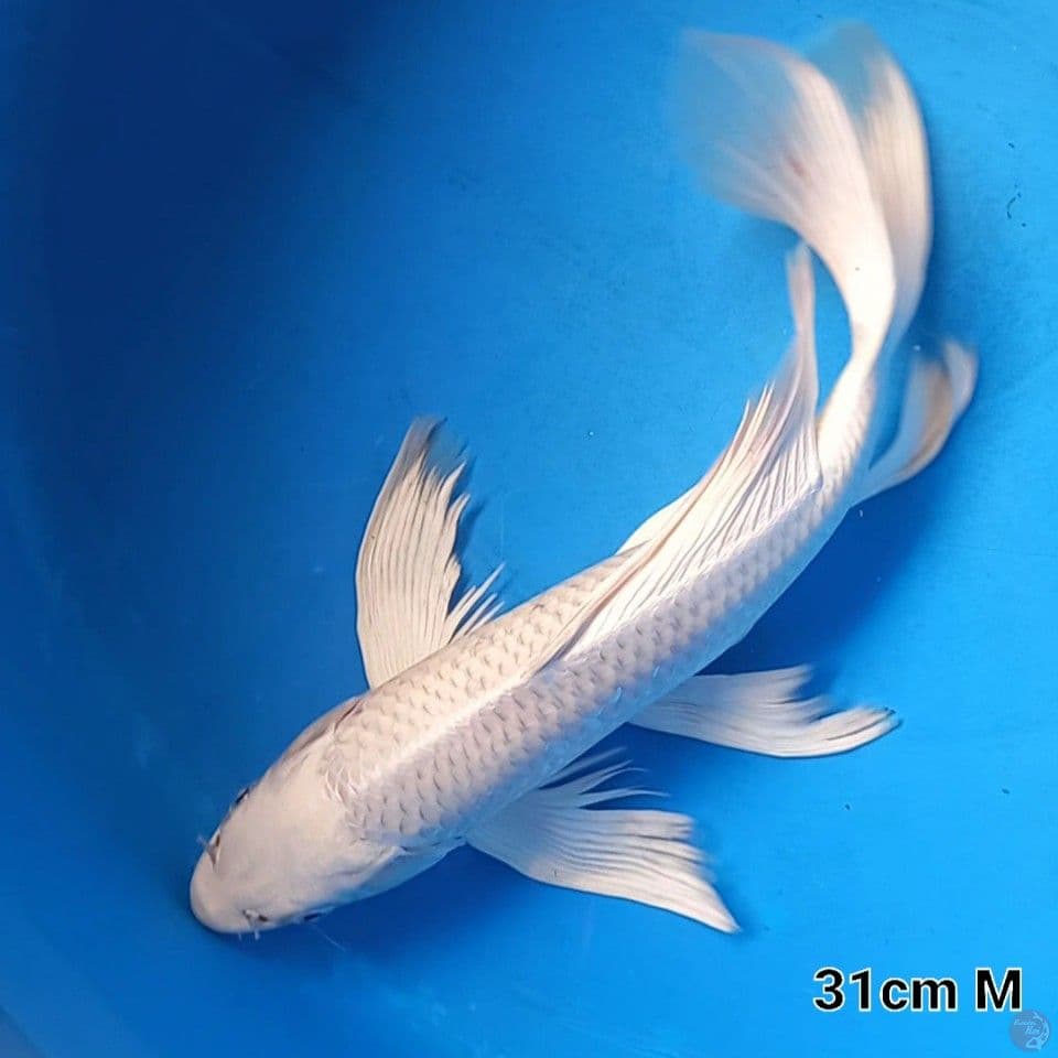 KUMPAI PLATINUM 31CM MALE