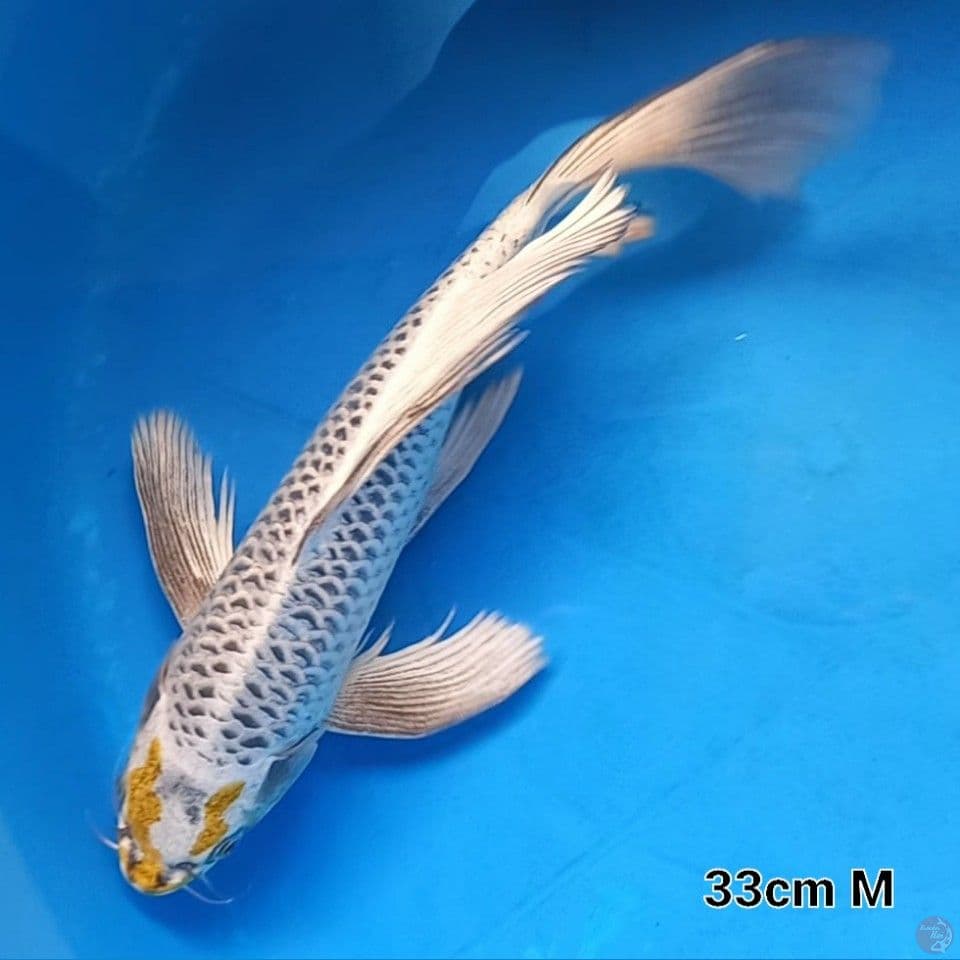 KUMPAI HALILITAR 32CM MALE