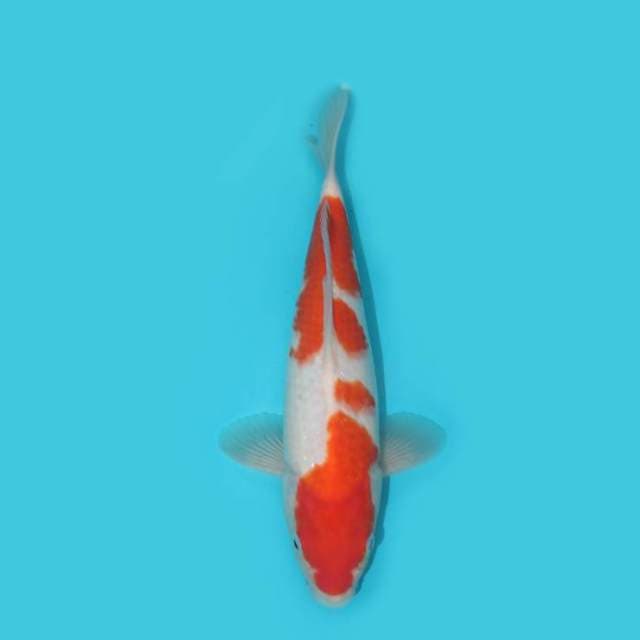 KOHAKU 30 CM