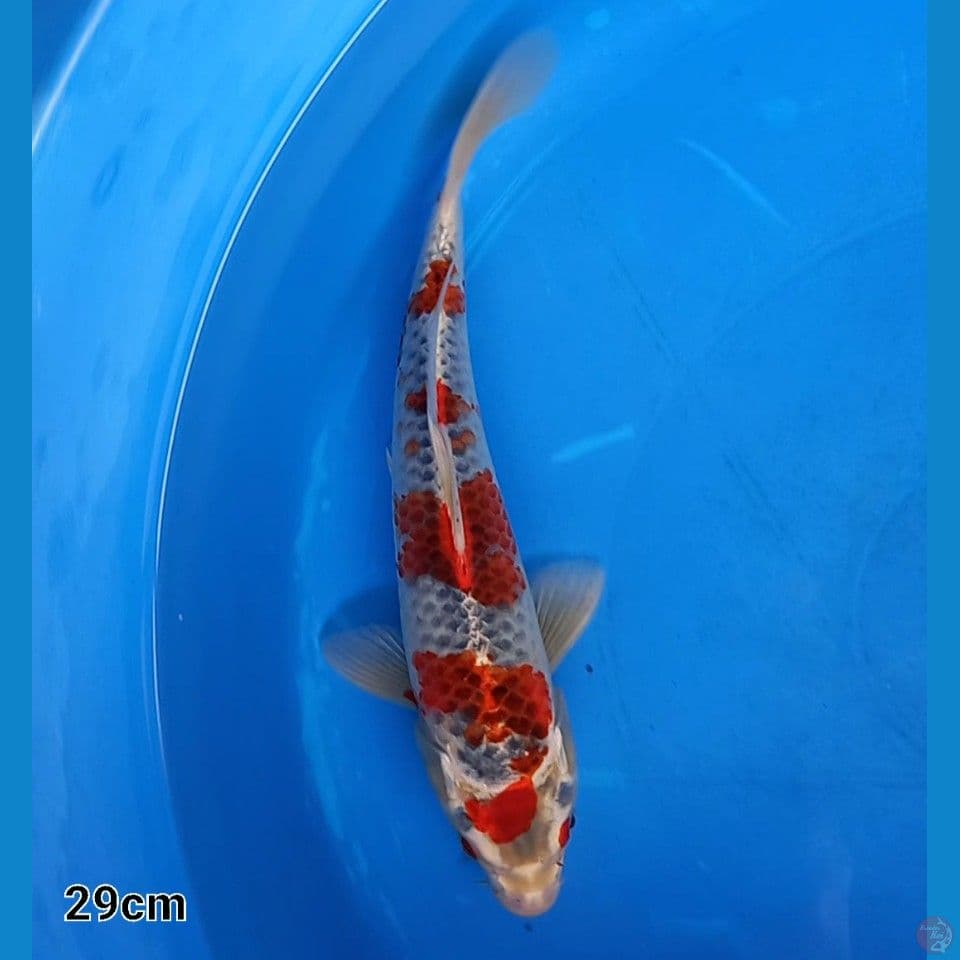 GOSHIKI 32CM