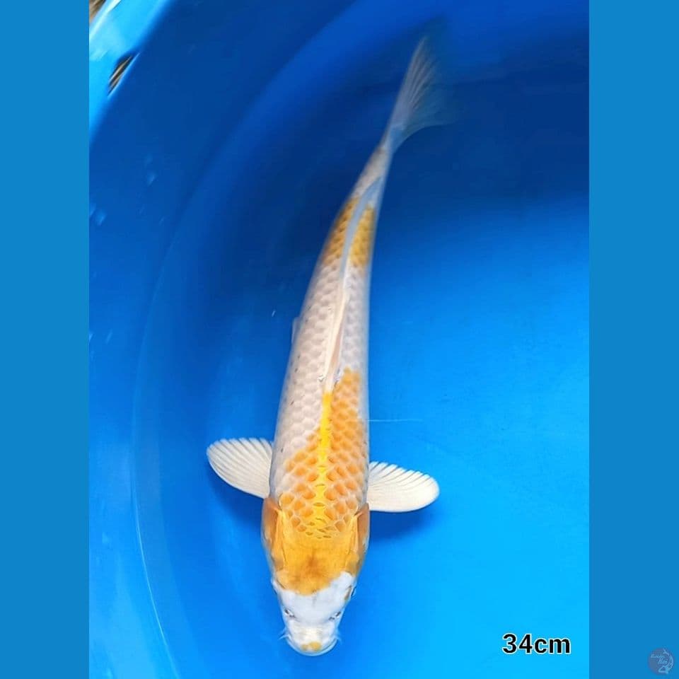 HARIWAKE 34CM