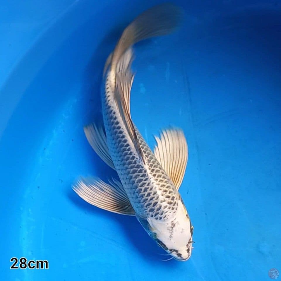MUKASHI 28CM