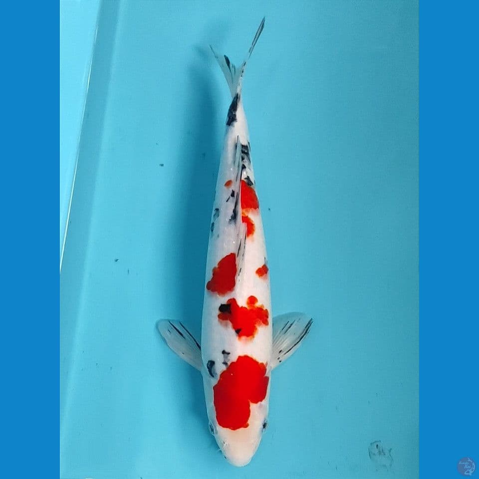 sanke tsubosumi 32cm
