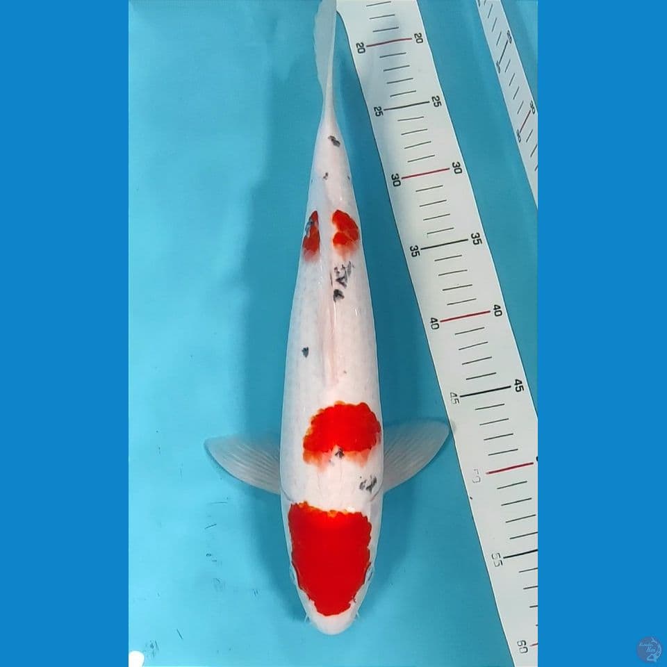 sanke tategoi 37cm