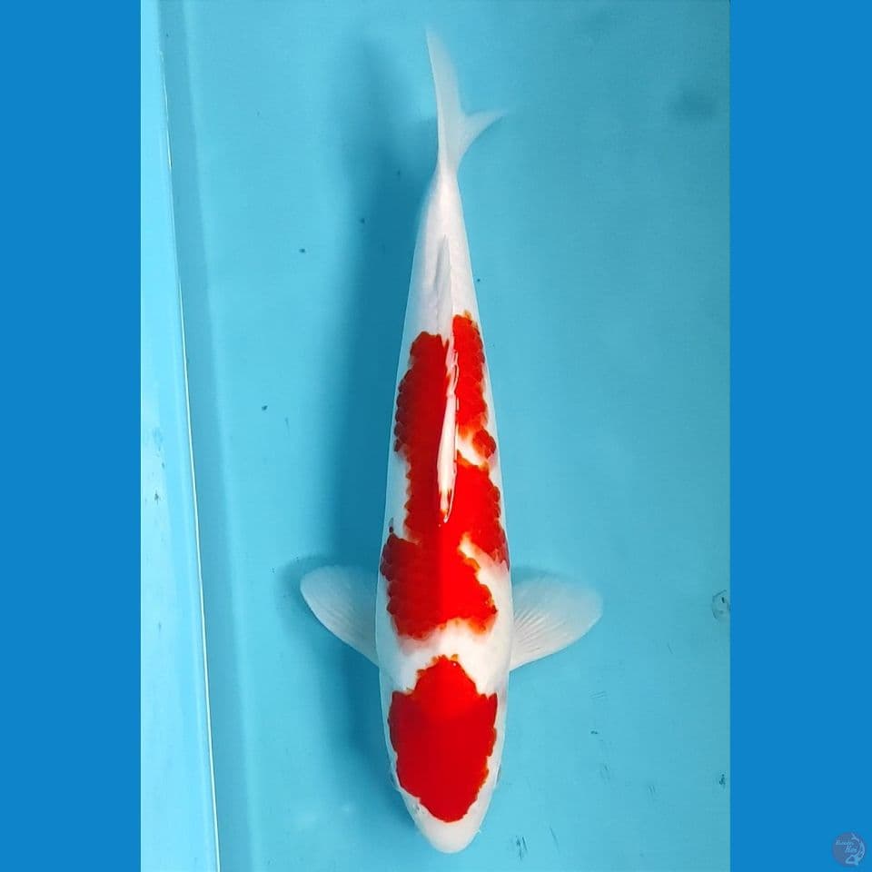 kohaku 37cm