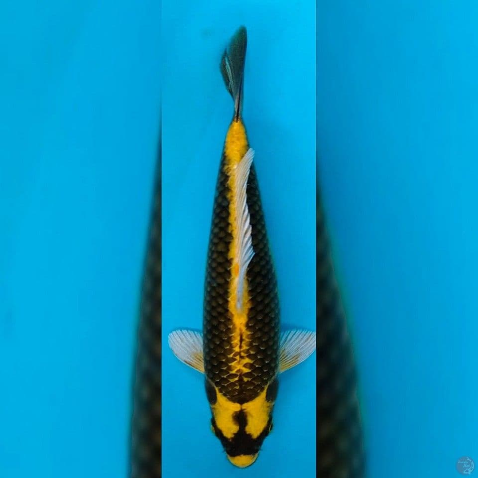 KABUTO SQ 25CM MALE