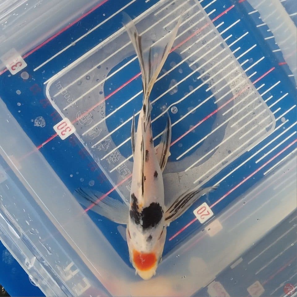 TANCHO SANKE KUMPAY 17CM ORI