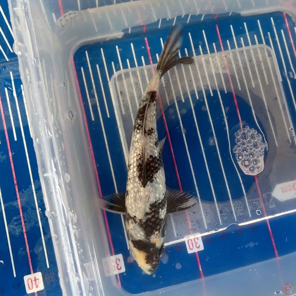 SHIRO GINRIN SQ 15CM