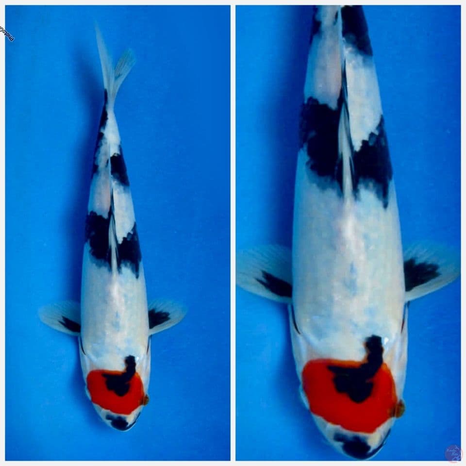 Tc showa F1 sakai 25cm male
