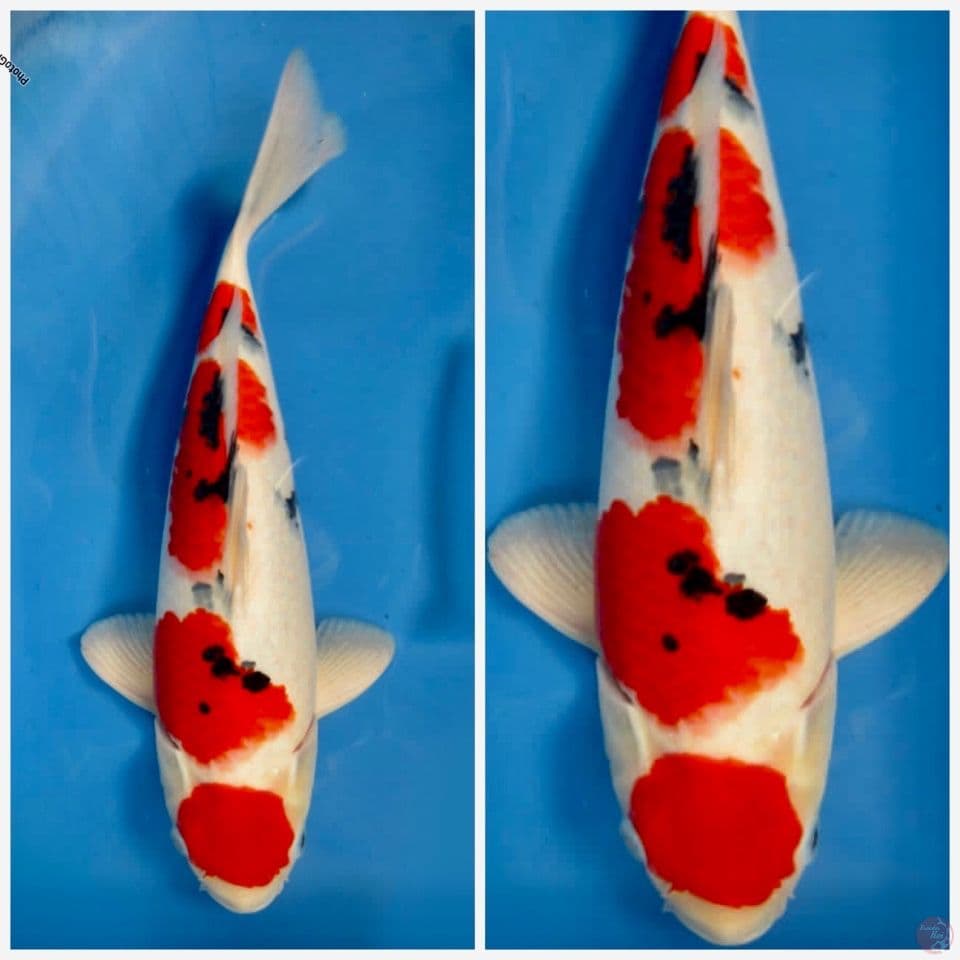 maruten sanke import serti sakai 42cm male