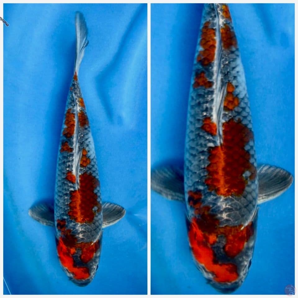 Kage showa 39cm male