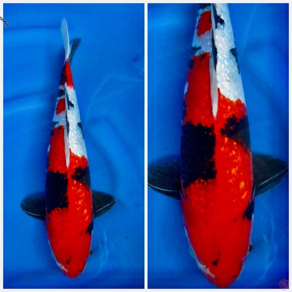 Red showa full gingrin f1 sakai 42cm male