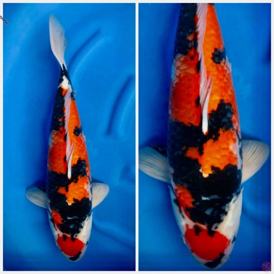 Showa maruten 55 cm male F1 sakai