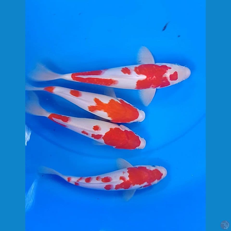 kohaku size : 21 25 cm