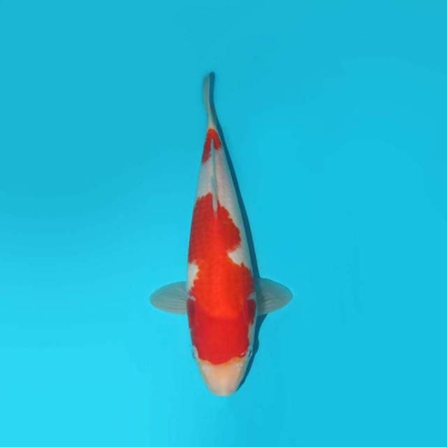 KOHAKU F1 24 CM