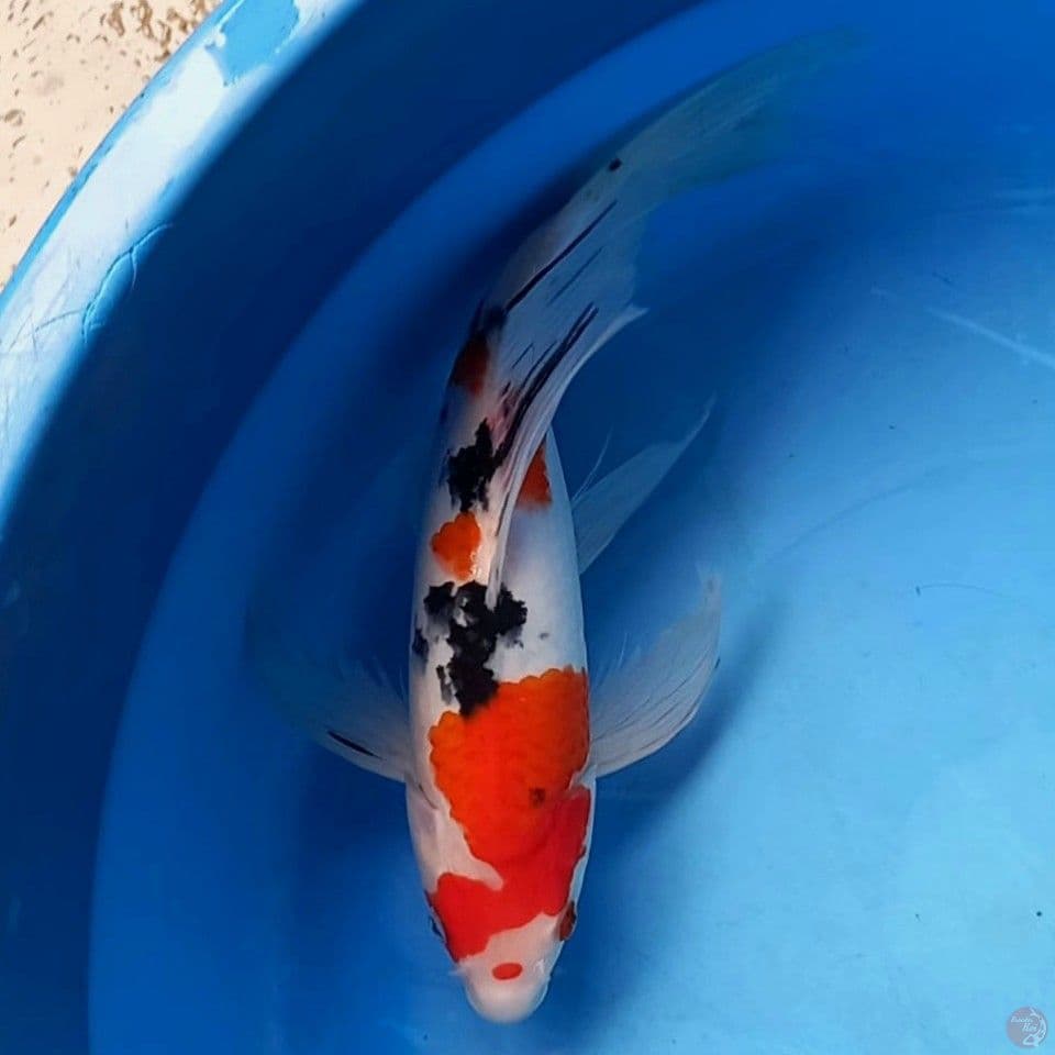 SANKE KUMPAI 33CM