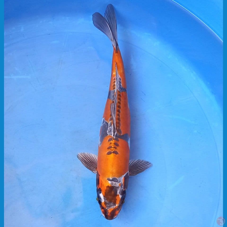 KIKOKURYU 31CM MALE