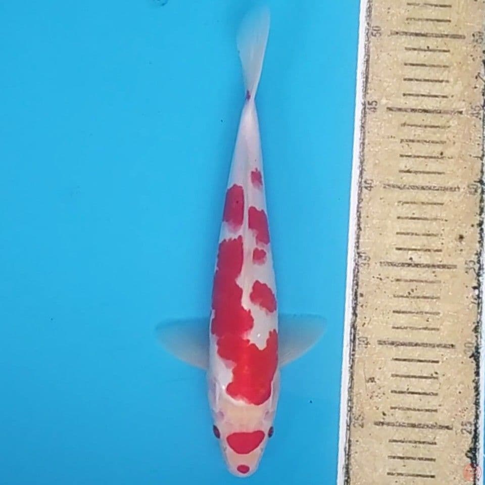 Matuten Kohaku ~28 M