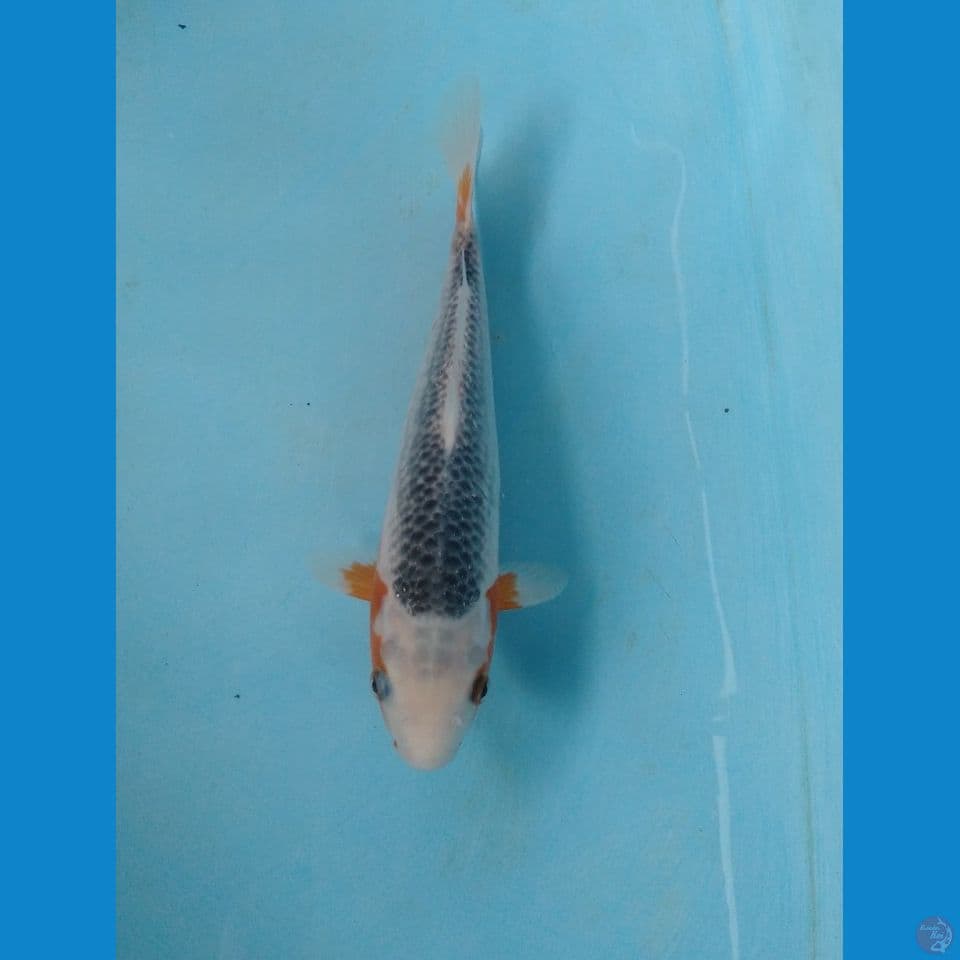 asagi 25cm