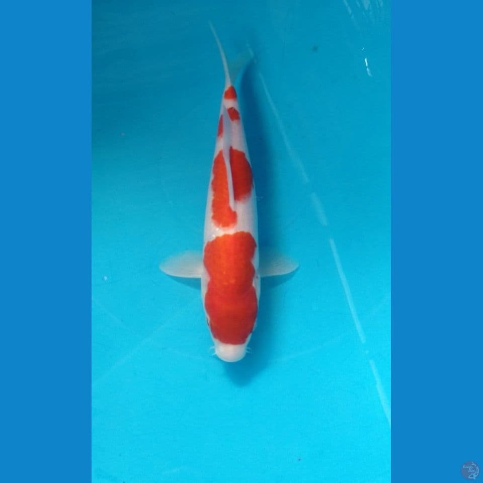 kohaku 24cm