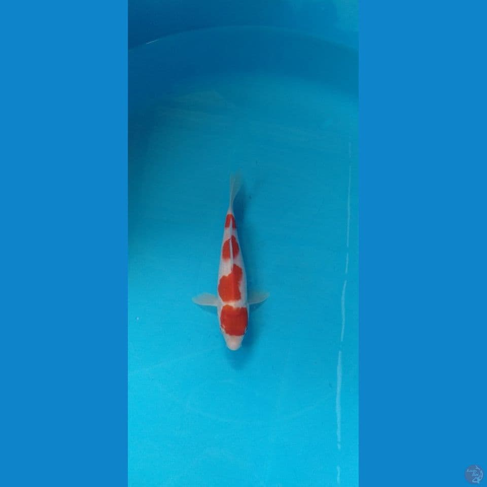 kohaku 18cm