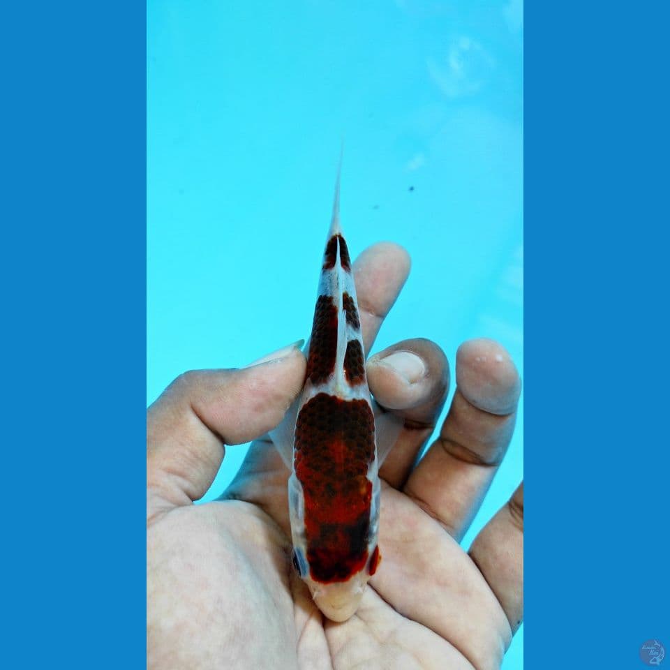 goromo 15cm