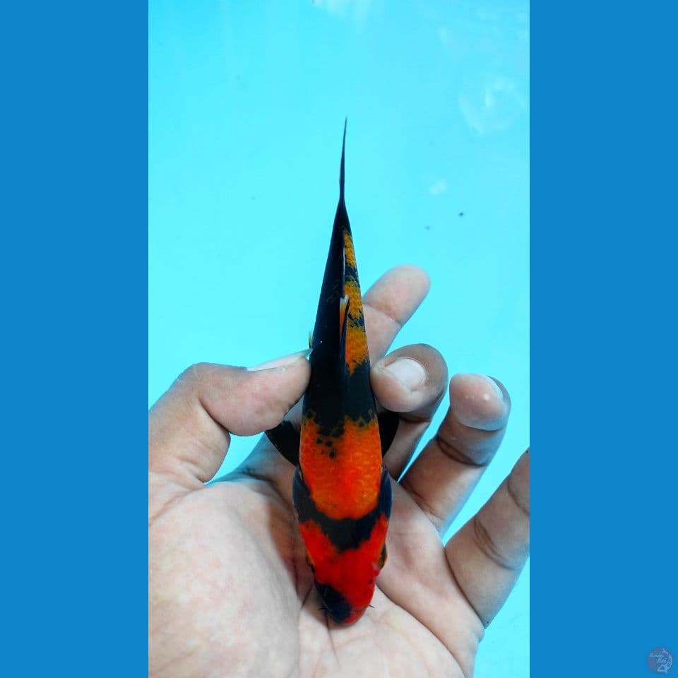 utsuri 17cm