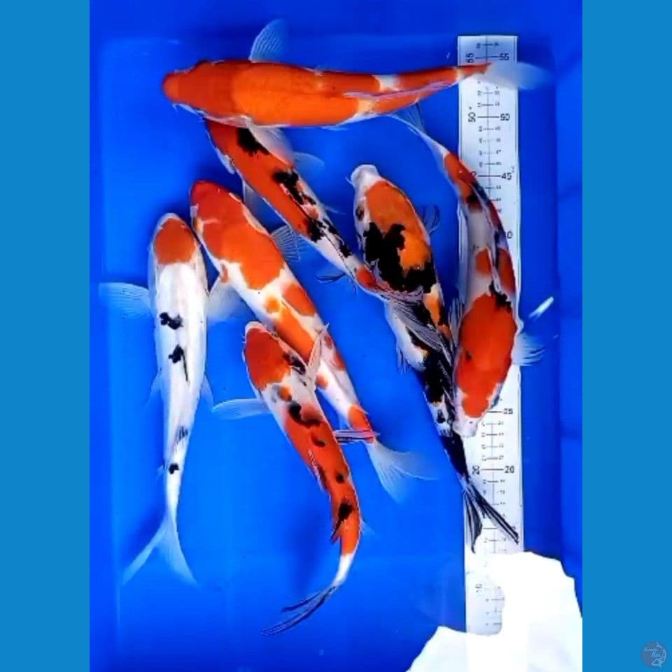 7 ekor 25-35cm
