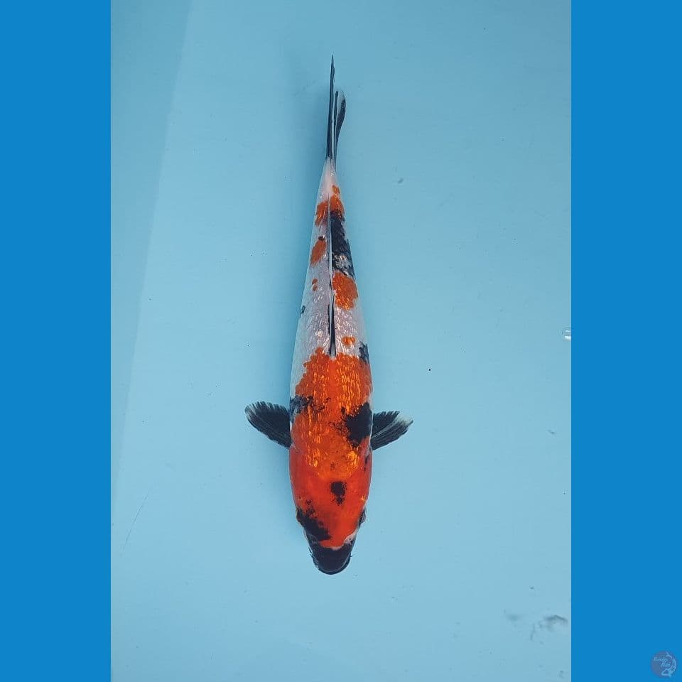 showa ginrin 23cm
