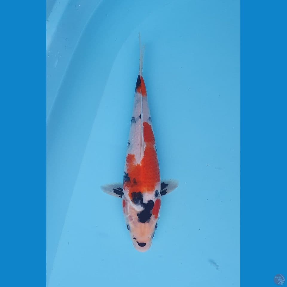 showa tategoi 27cm
