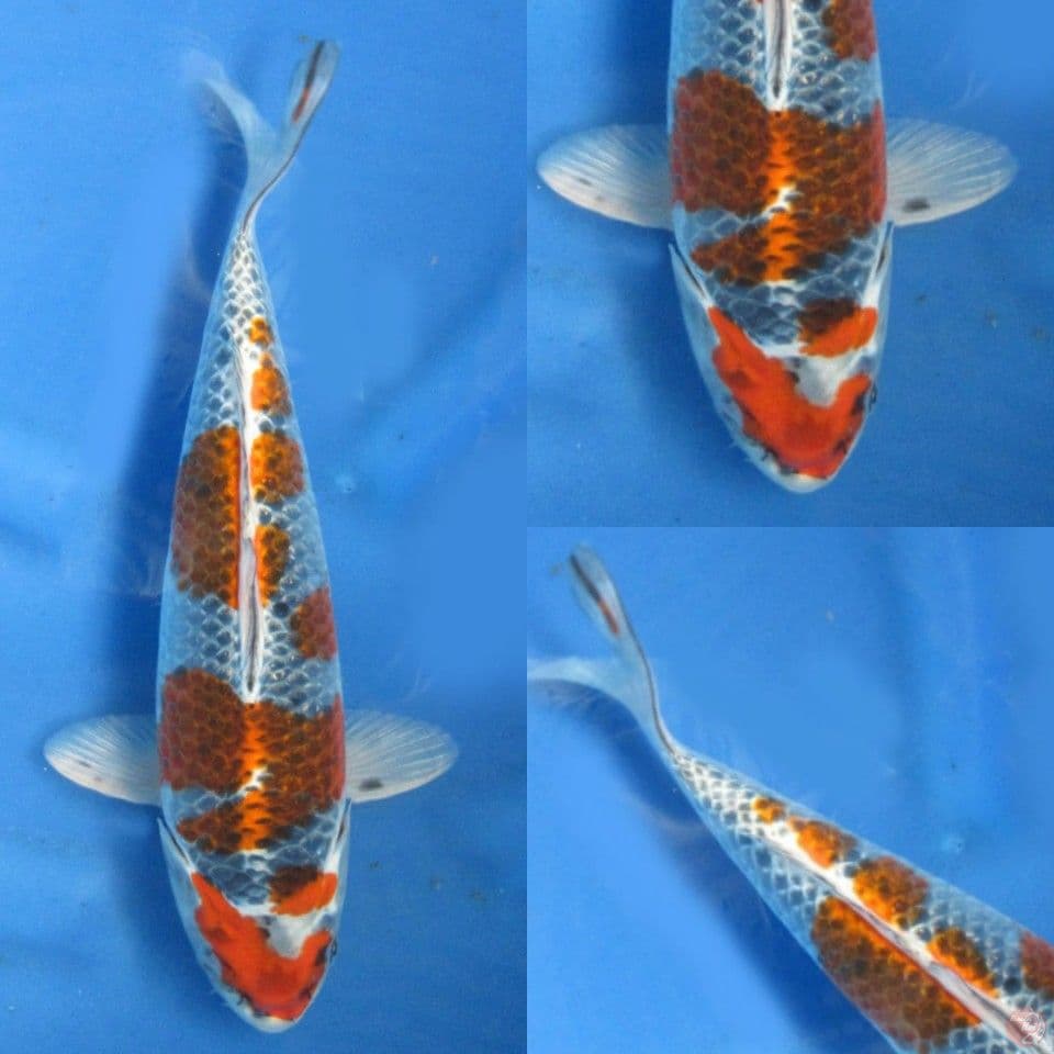 33cm, Goshiki ori patern