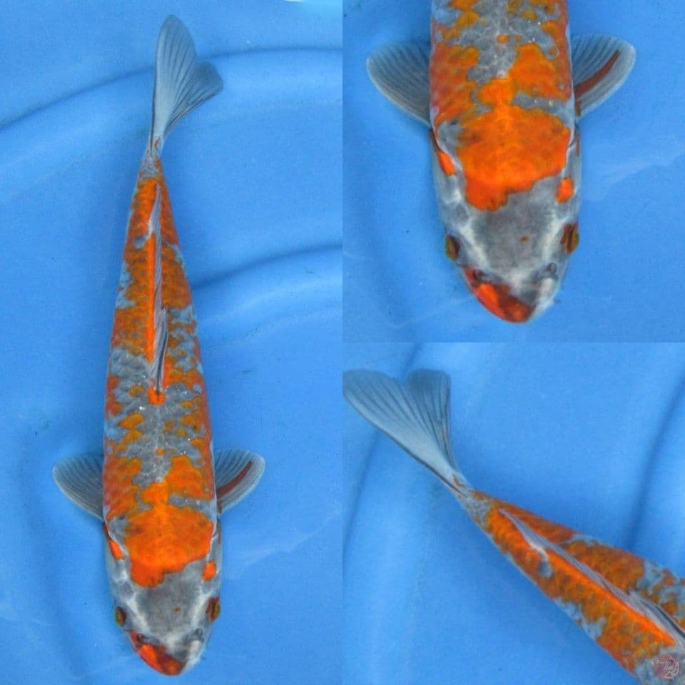 37cm, Ochiba racing