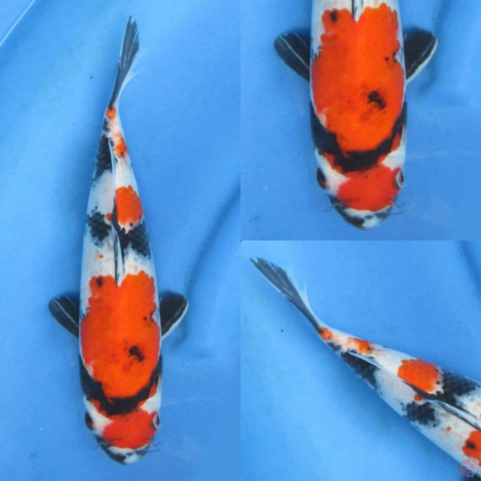 34cm, Showa skin halus
