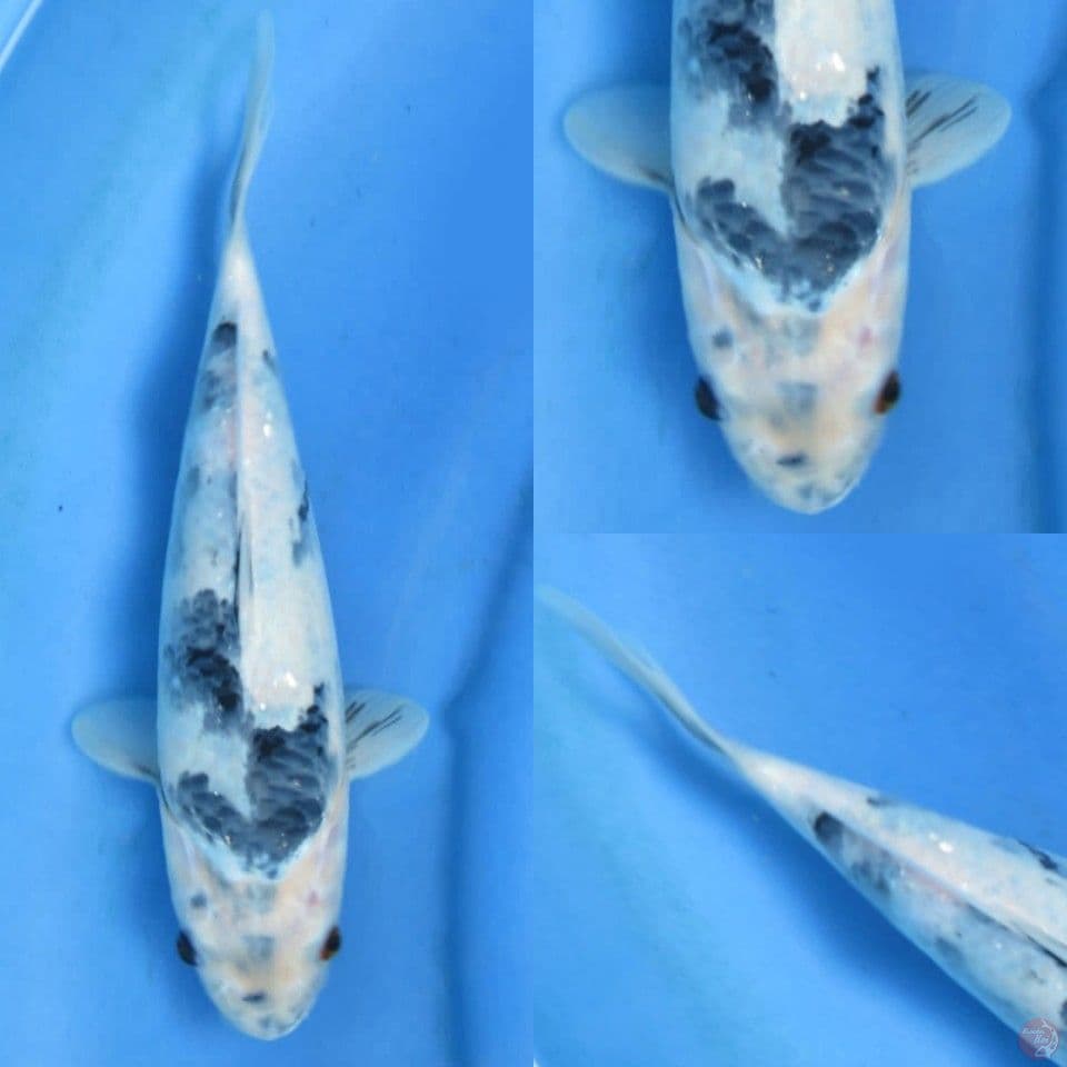 30cm,Shiro tategoi