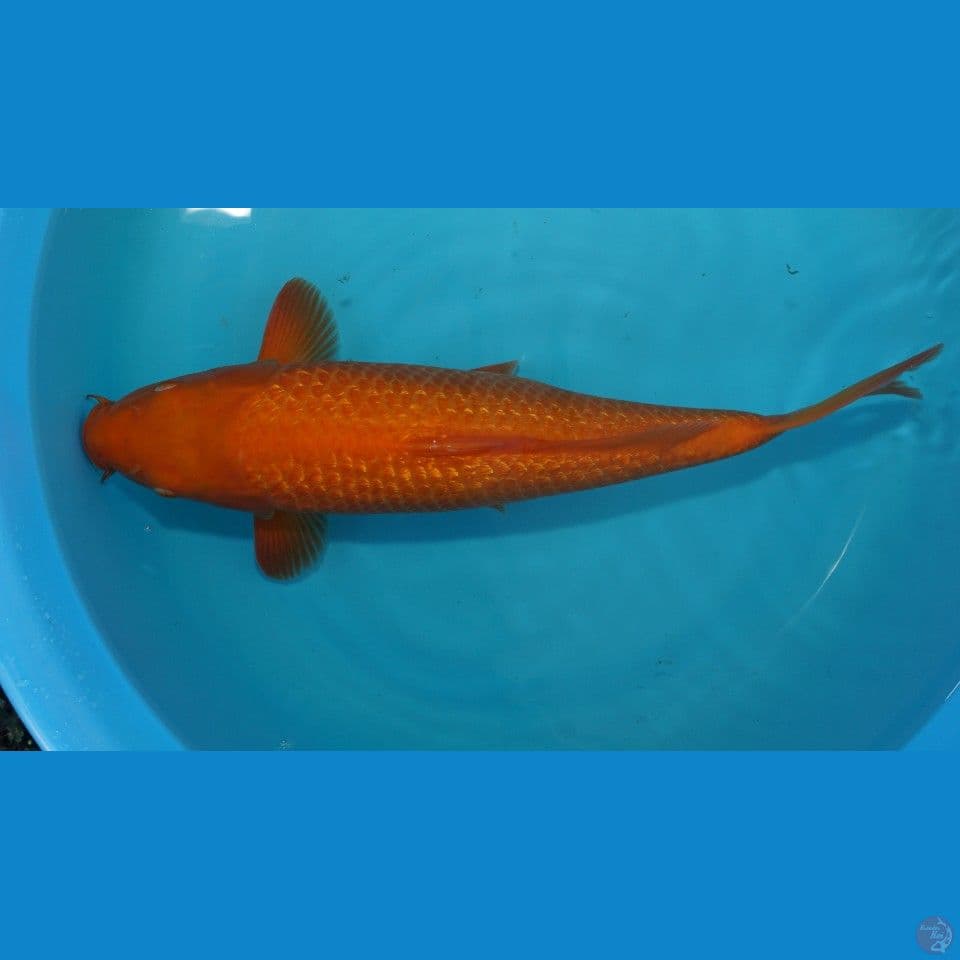 RedKarasi 45cm Mata Merah (by Madina Aziz)
