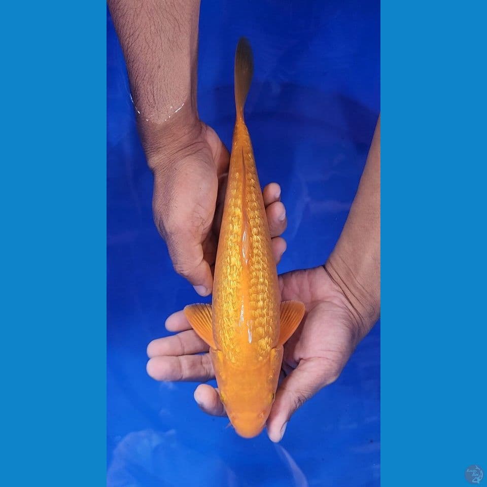 29cm karashi ginrin