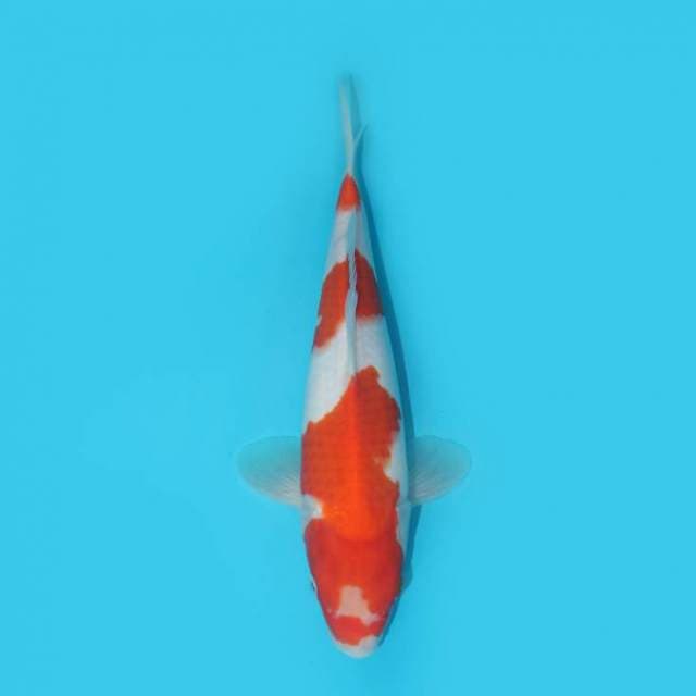YG_KOHAKU_29CM
