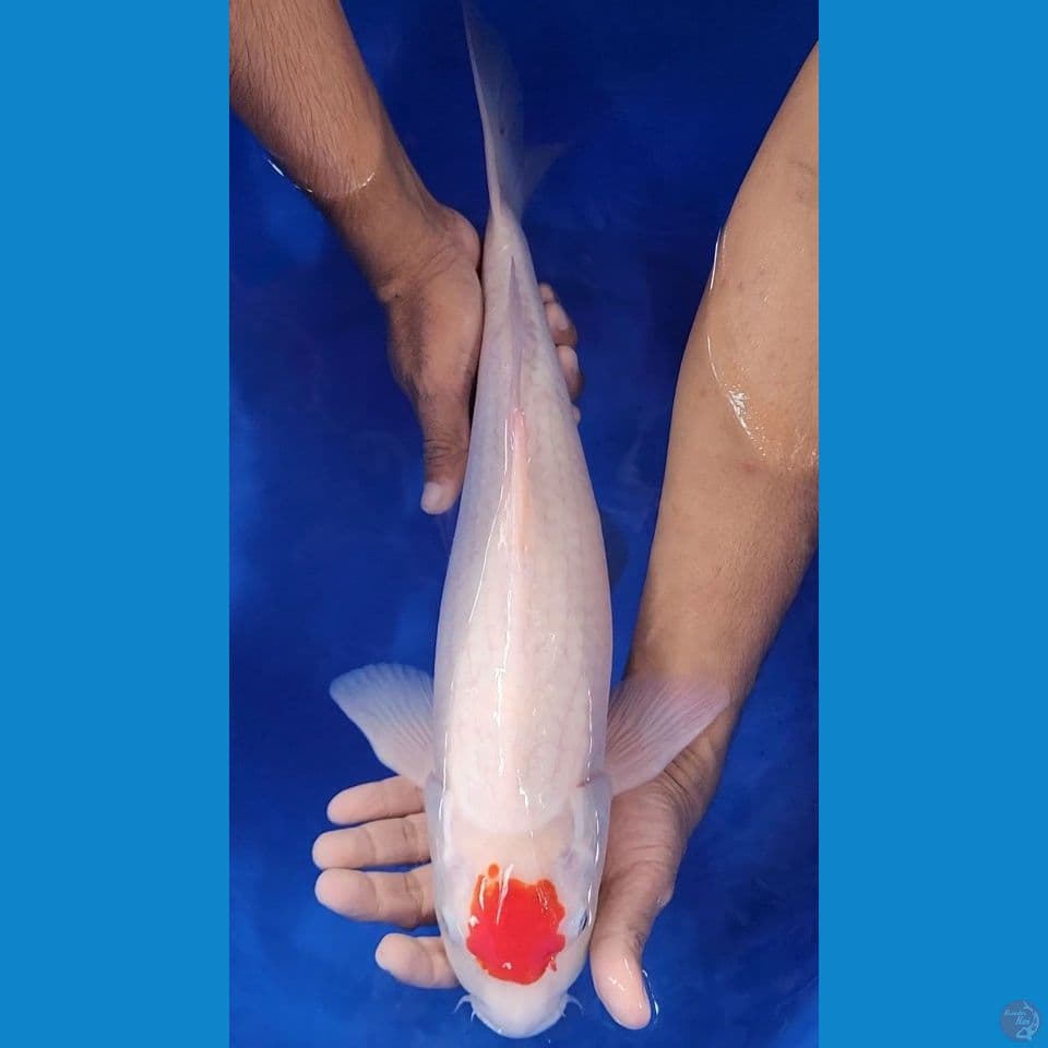 45cm tancho