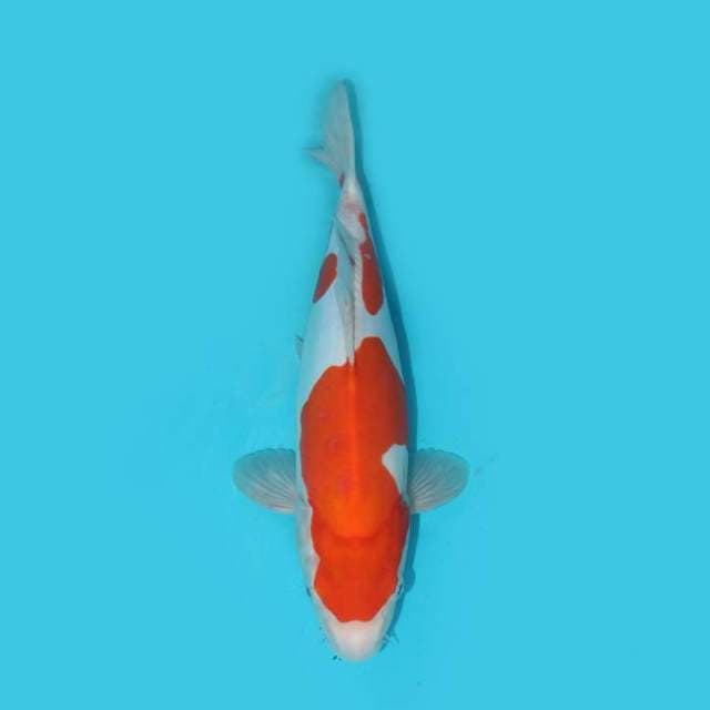 YG_KOHAKU DOITSU_31CM