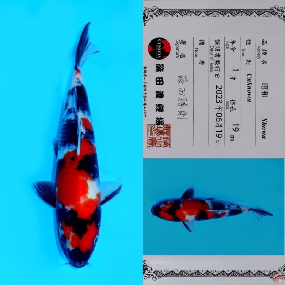 SHINODA SHOWA SANSHOKU HQ 29CM