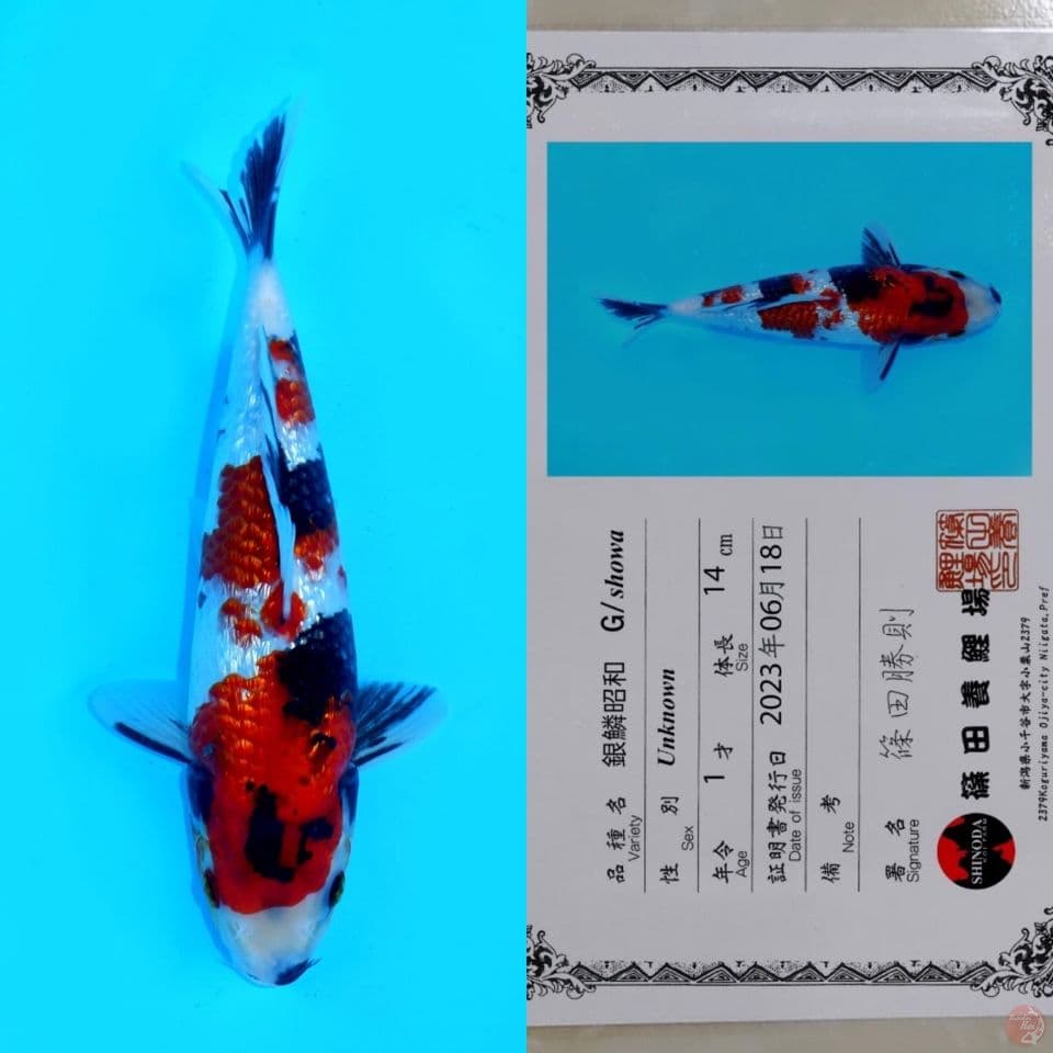 SHINODA SHOWA GINRIN HQ 25CM