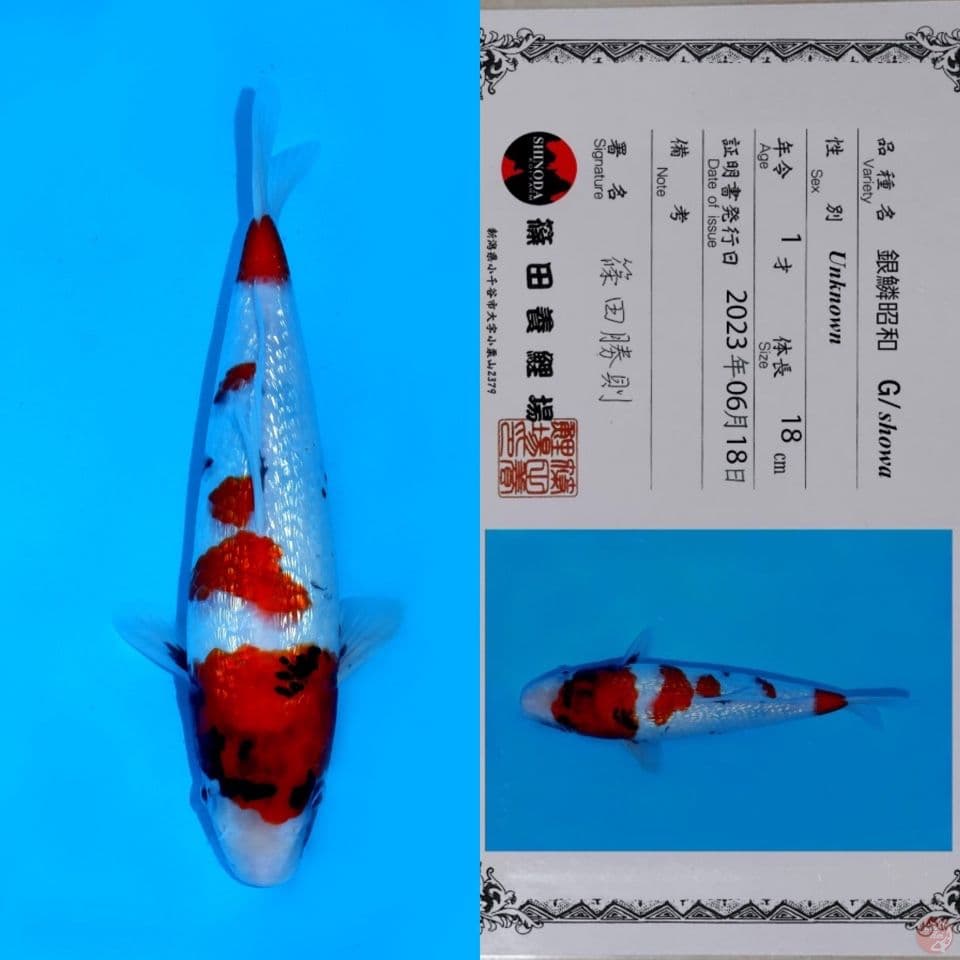 SHINODA SHOWA GINRIN HQ 30CM